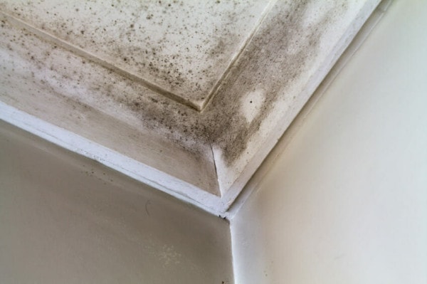 Clean Bathroom Mould and Mildew Image