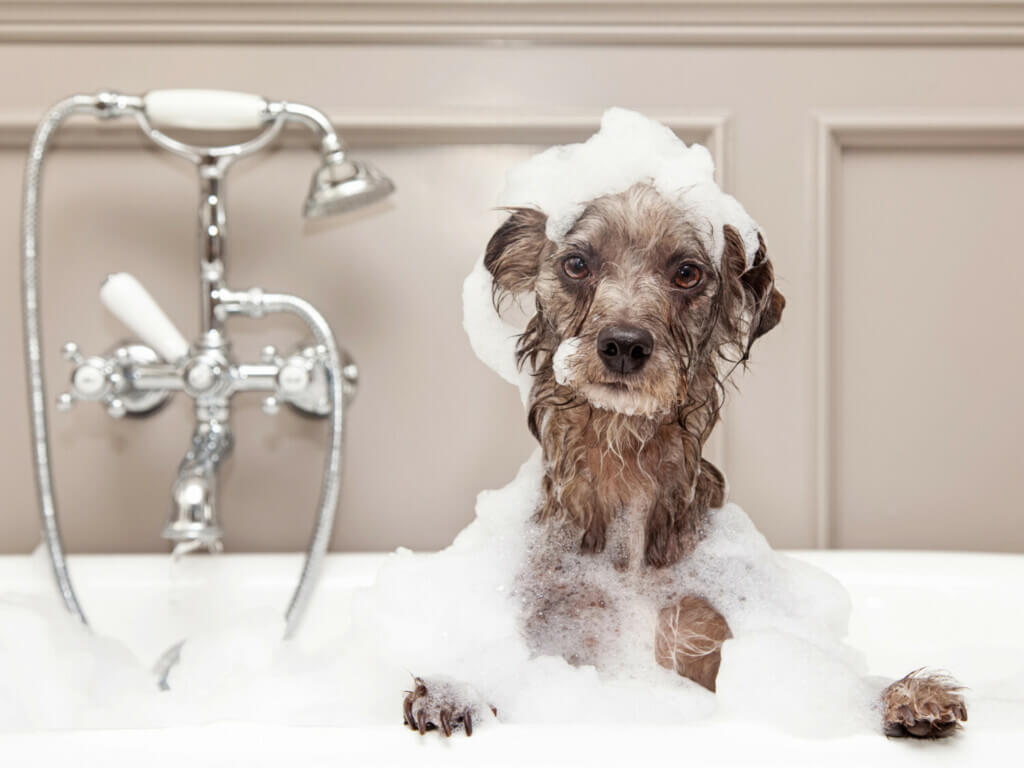 Drenched dog in a bubble bath