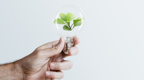 Sustainable Energy Hand Holding Tree Light Bulb