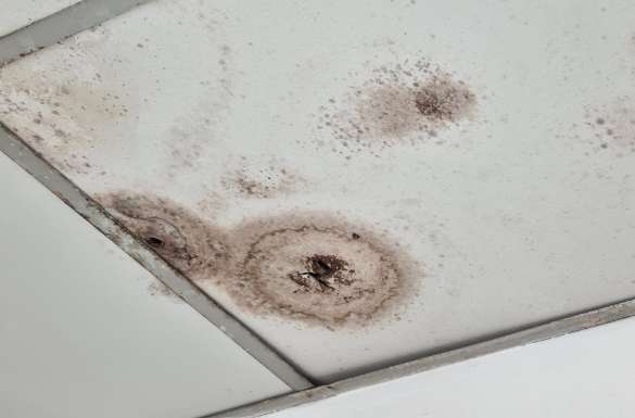 Ceiling is Moldy Wall Panels